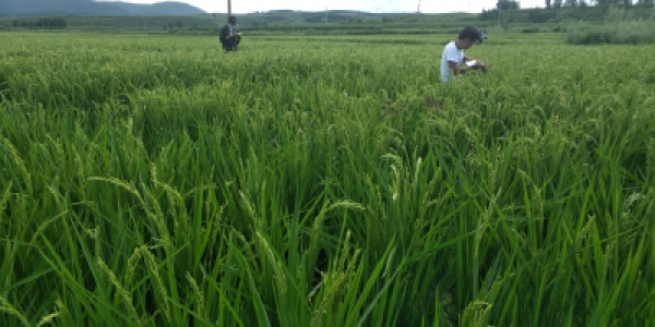 种植日记—持续的科学监测